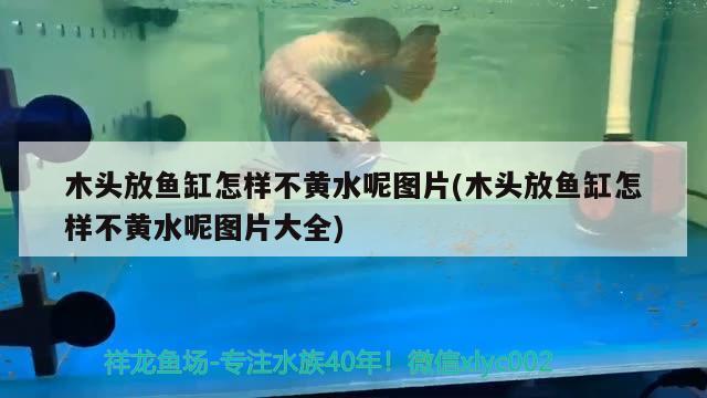 木頭放魚缸怎樣不黃水呢圖片(木頭放魚缸怎樣不黃水呢圖片大全)