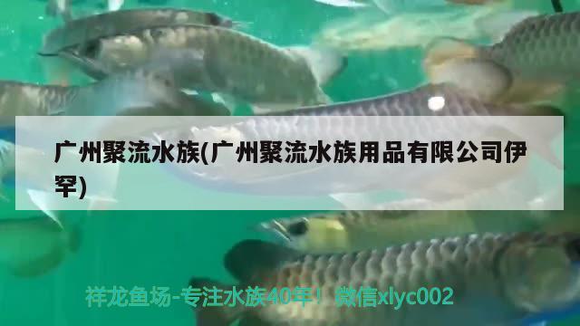 廣州聚流水族(廣州聚流水族用品有限公司伊罕) 伊罕水族