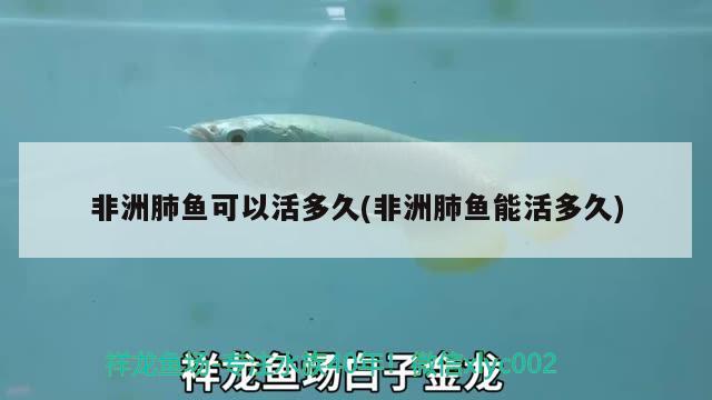 非洲肺魚可以活多久(非洲肺魚能活多久) 肺魚