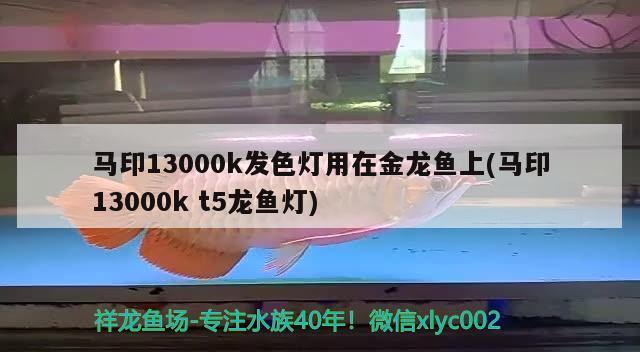 馬印13000k發(fā)色燈用在金龍魚上(馬印13000kt5龍魚燈) 馬印水族