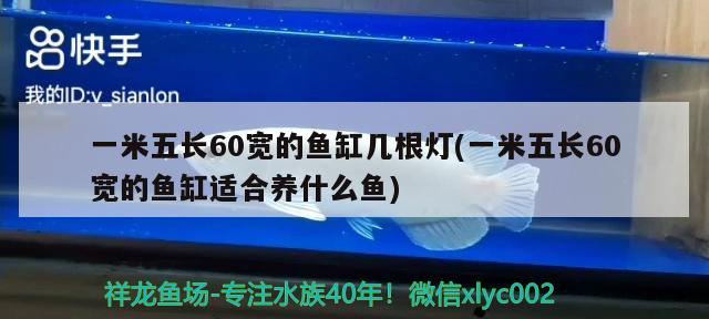 一米五長(zhǎng)60寬的魚(yú)缸幾根燈(一米五長(zhǎng)60寬的魚(yú)缸適合養(yǎng)什么魚(yú))