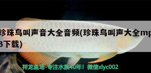 珍珠鳥叫聲音大全音頻(珍珠鳥叫聲大全mp3下載) 觀賞魚