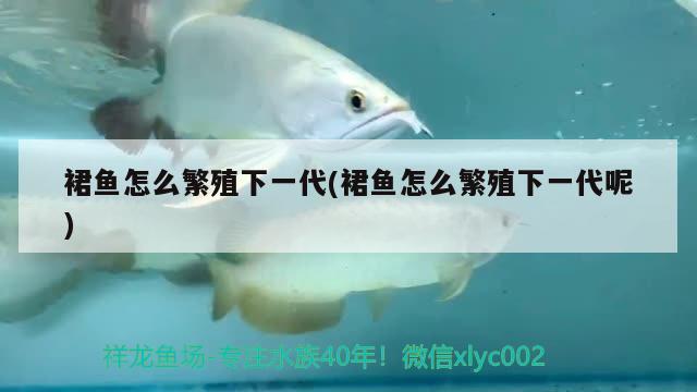 裙魚怎么繁殖下一代(裙魚怎么繁殖下一代呢) 觀賞魚