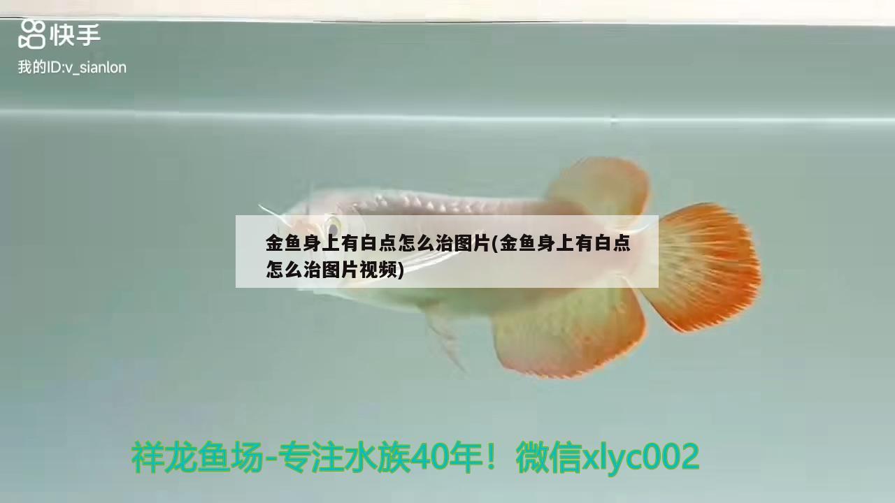 金魚身上有白點怎么治圖片(金魚身上有白點怎么治圖片視頻)