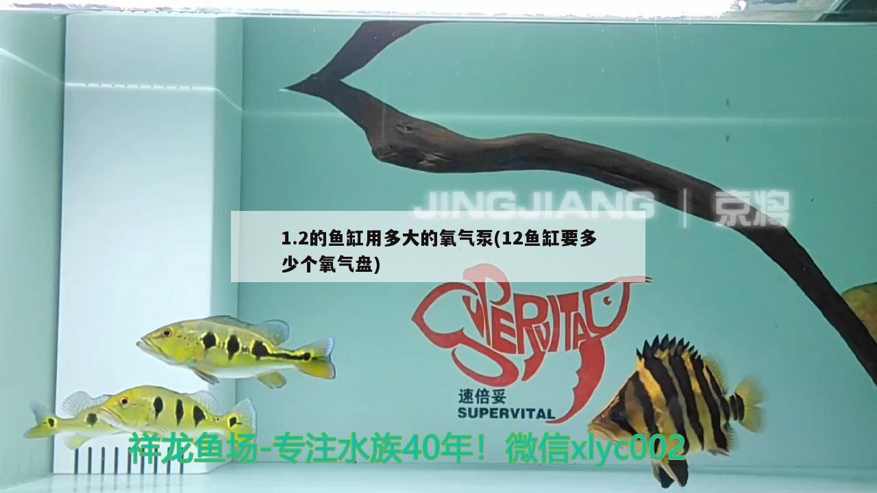 1.2的魚缸用多大的氧氣泵(12魚缸要多少個氧氣盤) 魚缸等水族設備