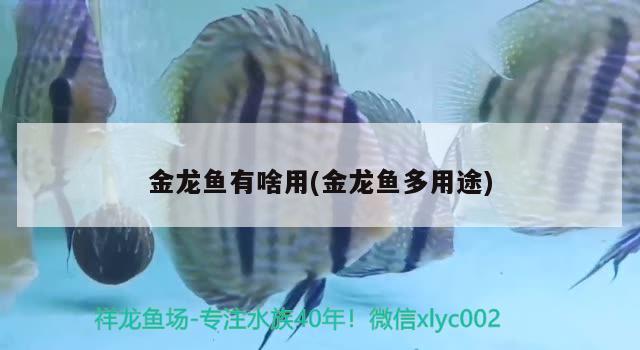 金龍魚有啥用(金龍魚多用途) 觀賞魚