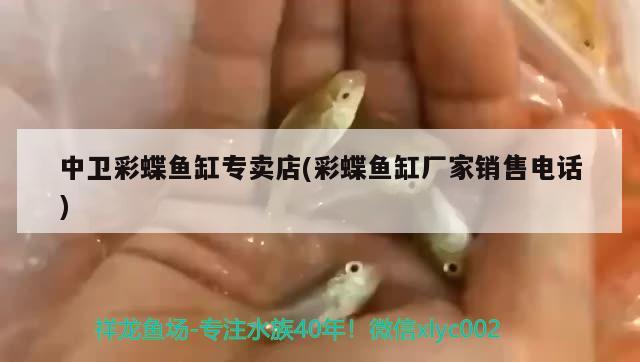 中衛(wèi)彩蝶魚缸專賣店(彩蝶魚缸廠家銷售電話) 彩鰈魚缸（彩蝶魚缸）