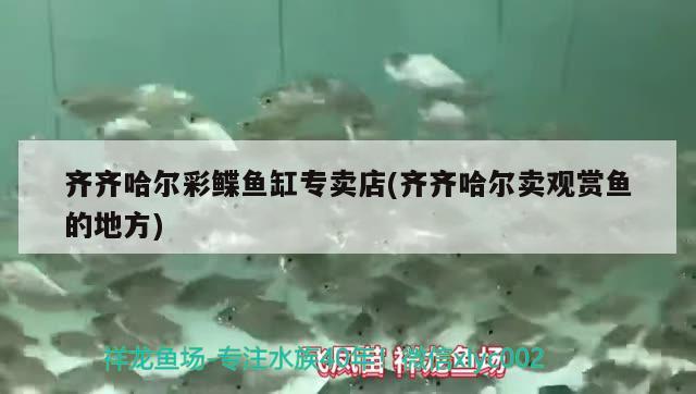 齊齊哈爾彩鰈魚缸專賣店(齊齊哈爾賣觀賞魚的地方) 彩鰈魚缸（彩蝶魚缸）