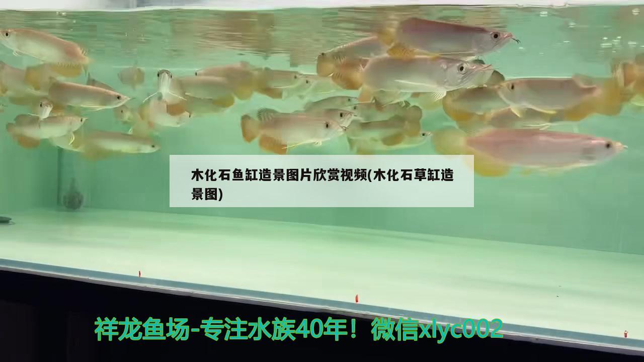 木化石魚缸造景圖片欣賞視頻(木化石草缸造景圖)