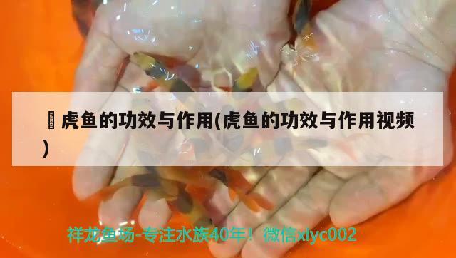 鰕虎魚的功效與作用(虎魚的功效與作用視頻) 虎魚百科