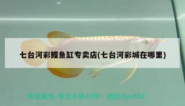 七臺河彩鰈魚缸專賣店(七臺河彩城在哪里)