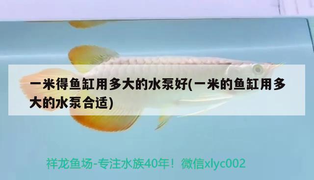 一米得魚缸用多大的水泵好(一米的魚缸用多大的水泵合適) 赤荔鳳冠魚