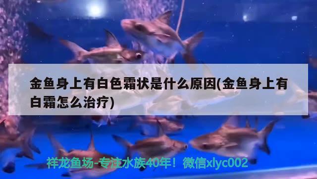 金魚身上有白色霜狀是什么原因(金魚身上有白霜怎么治療) 觀賞魚