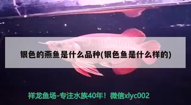 銀色的燕魚是什么品種(銀色魚是什么樣的) 觀賞魚 第1張