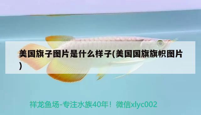 美國旗子圖片是什么樣子(美國國旗旗幟圖片) 觀賞魚