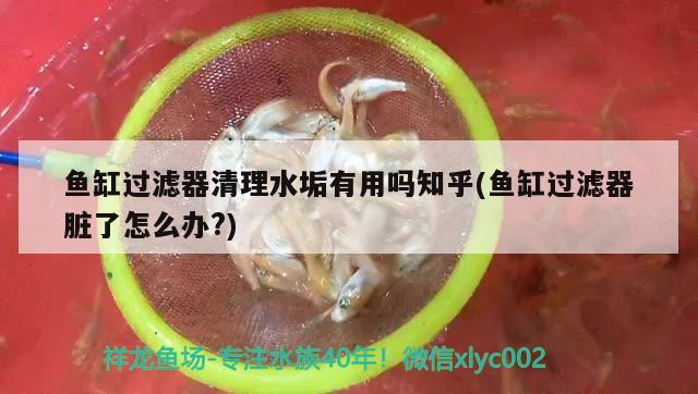 魚缸過濾器清理水垢有用嗎知乎(魚缸過濾器臟了怎么辦?)