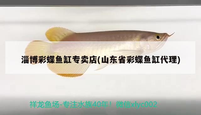 淄博彩蝶魚缸專賣店(山東省彩蝶魚缸代理)