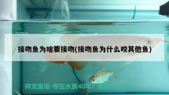 接吻魚為啥要接吻(接吻魚為什么咬其他魚)