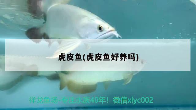 虎皮魚(虎皮魚好養(yǎng)嗎) 觀賞魚