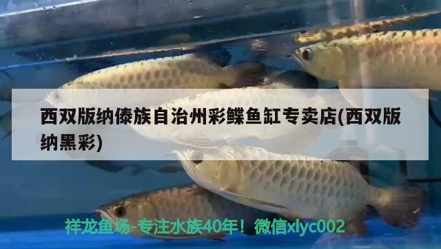 西雙版納傣族自治州彩鰈魚缸專賣店(西雙版納黑彩) 彩鰈魚缸（彩蝶魚缸）