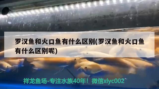 羅漢魚和火口魚有什么區(qū)別(羅漢魚和火口魚有什么區(qū)別呢)