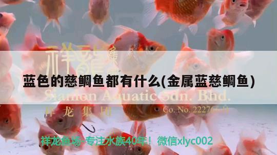 藍色的慈鯛魚都有什么(金屬藍慈鯛魚) 觀賞魚