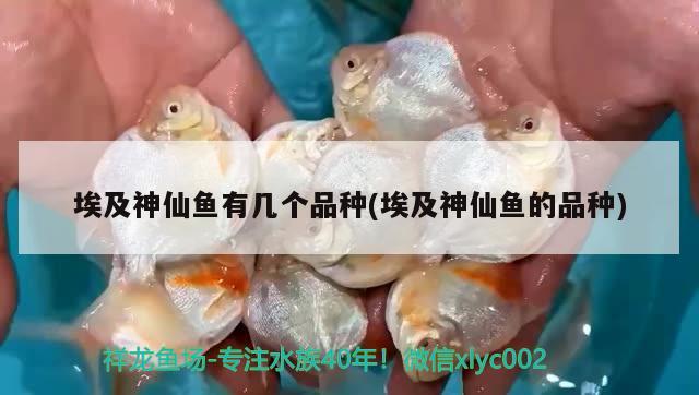 埃及神仙魚有幾個品種(埃及神仙魚的品種) 埃及神仙魚