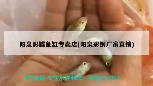 陽(yáng)泉彩鰈魚(yú)缸專賣店(陽(yáng)泉彩鋼廠家直銷) 彩鰈魚(yú)缸（彩蝶魚(yú)缸）