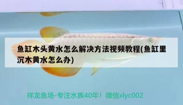 魚缸木頭黃水怎么解決方法視頻教程(魚缸里沉木黃水怎么辦) 野彩魚