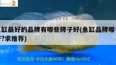 魚(yú)缸最好的品牌有哪些牌子好(魚(yú)缸品牌哪個(gè)好?求推薦)