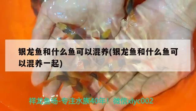 銀龍魚和什么魚可以混養(yǎng)(銀龍魚和什么魚可以混養(yǎng)一起) 銀龍魚百科