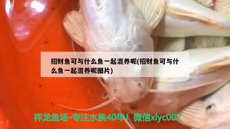 招財(cái)魚可與什么魚一起混養(yǎng)呢(招財(cái)魚可與什么魚一起混養(yǎng)呢圖片) 觀賞魚