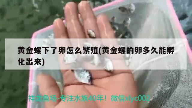 黃金螺下了卵怎么繁殖(黃金螺的卵多久能孵化出來) 觀賞魚 第2張