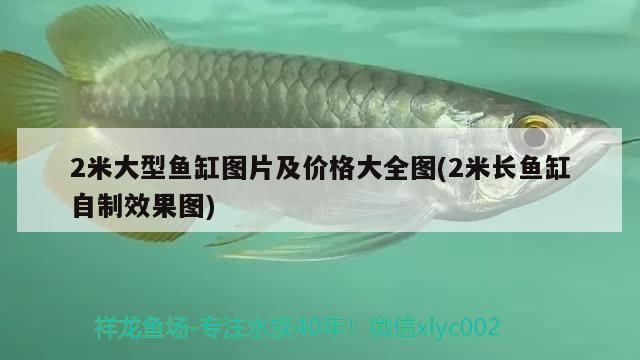 2米大型魚(yú)缸圖片及價(jià)格大全圖(2米長(zhǎng)魚(yú)缸自制效果圖) 其他益生菌