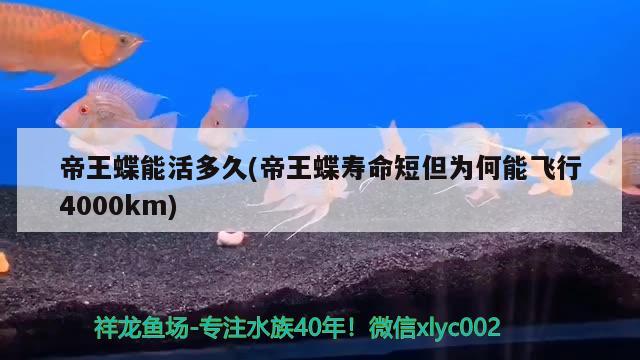 帝王蝶能活多久(帝王蝶壽命短但為何能飛行4000km) 觀賞魚(yú) 第1張