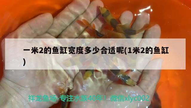 一米2的魚缸寬度多少合適呢(1米2的魚缸)