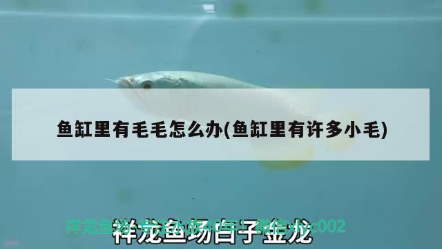 魚缸里有毛毛怎么辦(魚缸里有許多小毛) 銀龍魚苗