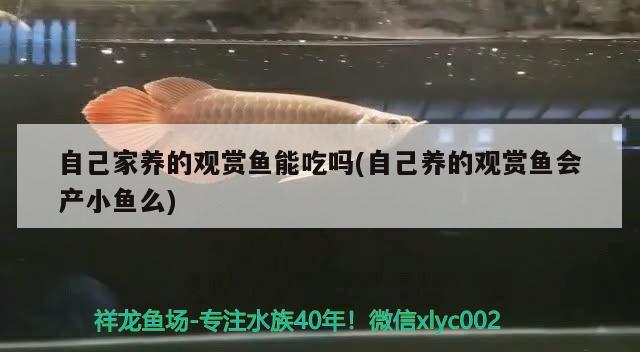 自己家養(yǎng)的觀賞魚能吃嗎(自己養(yǎng)的觀賞魚會(huì)產(chǎn)小魚么)