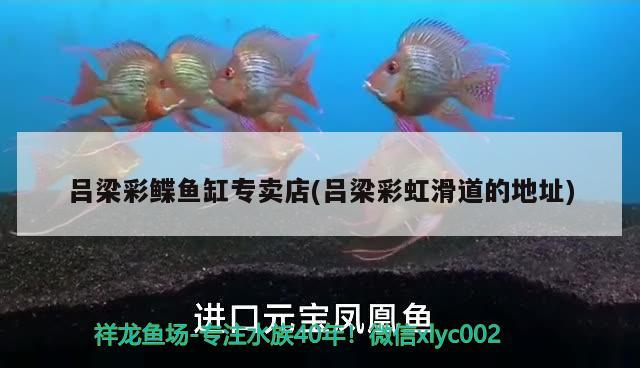 呂梁彩鰈魚缸專賣店(呂梁彩虹滑道的地址) 彩鰈魚缸（彩蝶魚缸）