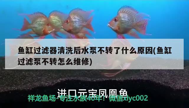 魚缸過濾器清洗后水泵不轉(zhuǎn)了什么原因(魚缸過濾泵不轉(zhuǎn)怎么維修) 熱帶魚魚苗批發(fā)