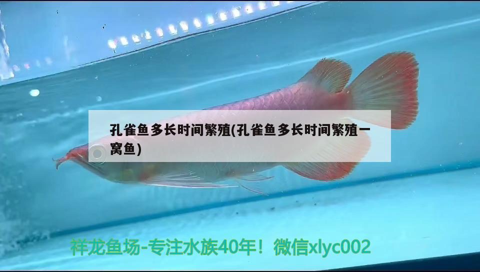 孔雀魚多長時間繁殖(孔雀魚多長時間繁殖一窩魚) 觀賞魚