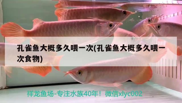 孔雀魚大概多久喂一次(孔雀魚大概多久喂一次食物) 觀賞魚