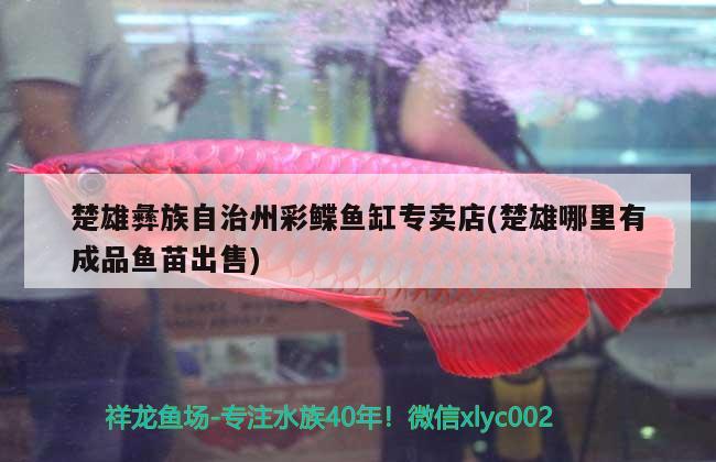 楚雄彝族自治州彩鰈魚缸專賣店(楚雄哪里有成品魚苗出售) 彩鰈魚缸（彩蝶魚缸）