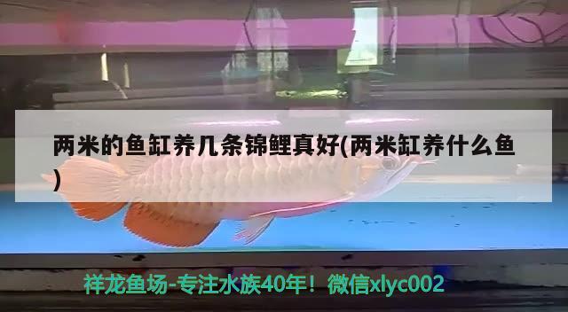 兩米的魚(yú)缸養(yǎng)幾條錦鯉真好(兩米缸養(yǎng)什么魚(yú)) 銀龍魚(yú)苗 第2張