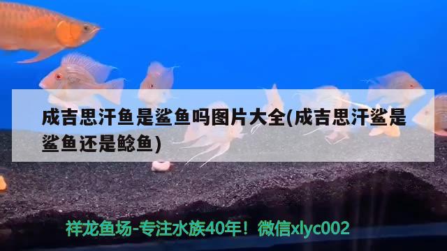 成吉思汗魚是鯊魚嗎圖片大全(成吉思汗鯊是鯊魚還是鯰魚)