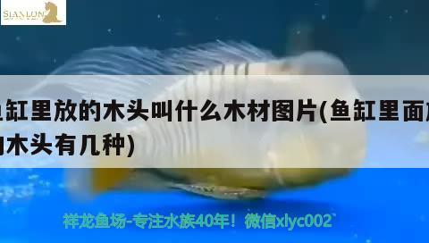 魚缸里放的木頭叫什么木材圖片(魚缸里面放的木頭有幾種) 其他益生菌