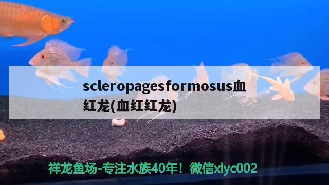 scleropagesformosus血紅龍(血紅紅龍) 觀賞魚(yú)