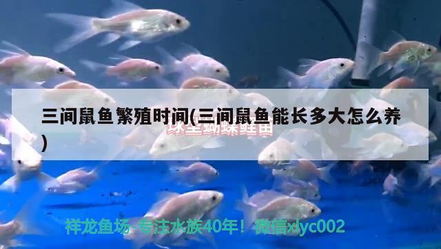 三間鼠魚繁殖時(shí)間(三間鼠魚能長(zhǎng)多大怎么養(yǎng))