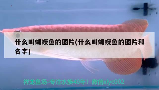 什么叫蝴蝶魚的圖片(什么叫蝴蝶魚的圖片和名字) 蝴蝶鯉