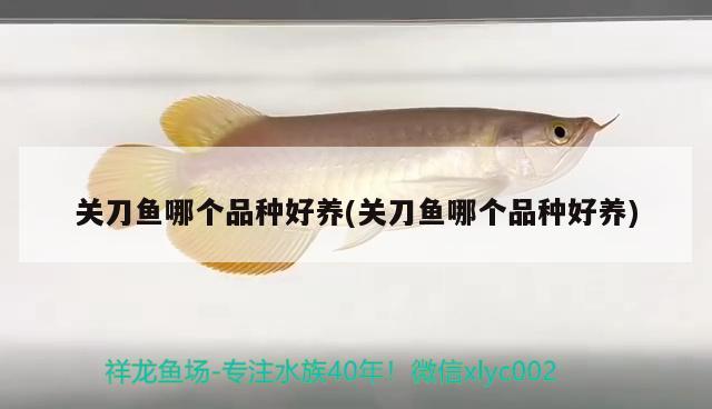 關(guān)刀魚哪個品種好養(yǎng)(關(guān)刀魚哪個品種好養(yǎng))